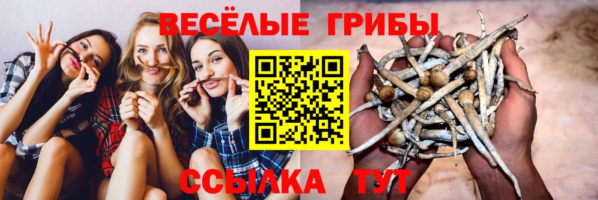 Псилоцибиновые грибы прущие грибы Сочи